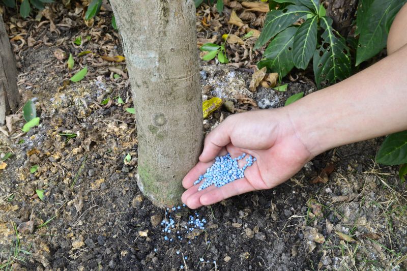 Lawn Fertilizing Service