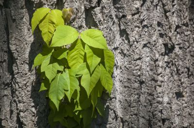 Poison Ivy Removal in West Chester, PA